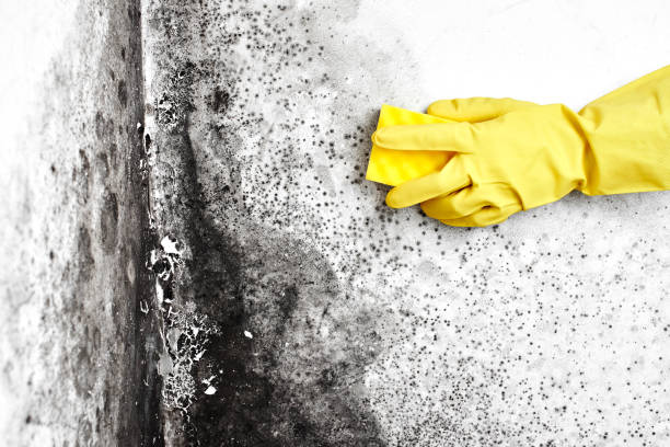 Best Mold Testing and Inspection Services in Lovington, IL