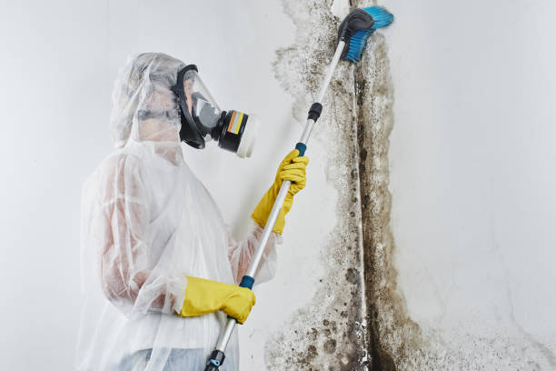 Best White Mold Remediation in Lovington, IL