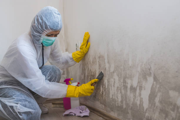 Best Basement Mold Remediation in Lovington, IL