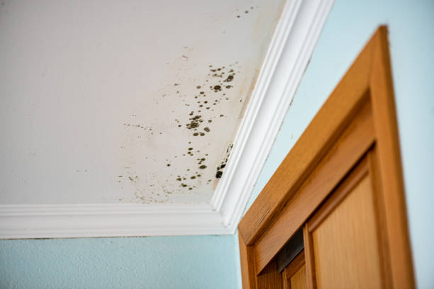 Best Post-Flood Mold Remediation in Lovington, IL