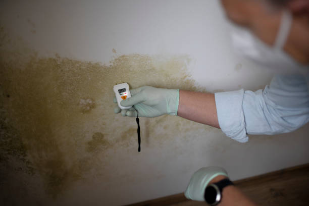 Best Commercial Mold Remediation in Lovington, IL