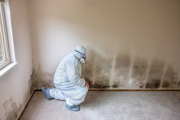 Best Health and Safety Mold Remediation in Lovington, IL