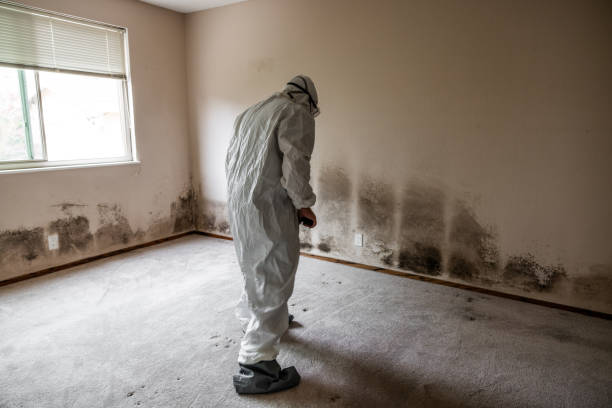 Best HVAC Mold Remediation in Lovington, IL