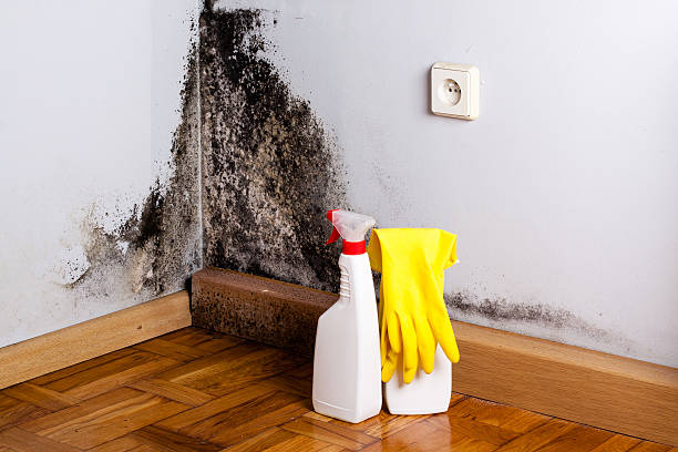 Best Kitchen Mold Remediation in Lovington, IL